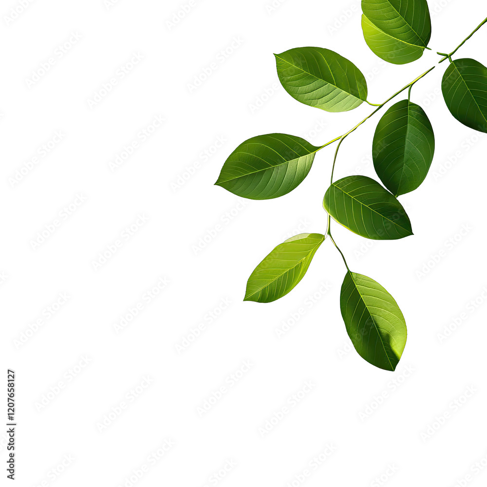 Fototapeta premium Fresh Green Leaves Isolated on Transparent Background for Natural and Botanical Design Projects