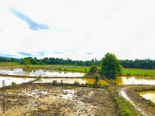 Muddy, freshly-plowed rice paddy field under a cloudy sky. Water pools in the furrows. Shows the preparation of land for rice cultivation