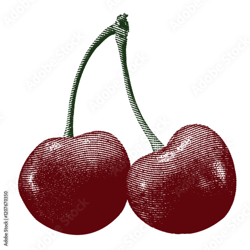 Cherry isolated vector
