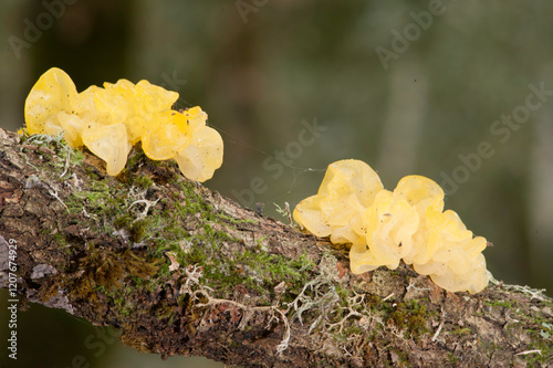 Tremella mesenterica (common names include yellow brain, golden jelly fungus, yellow trembler, and witches' butter[2]) is a common jelly fungus. Sardinia, Italy photo