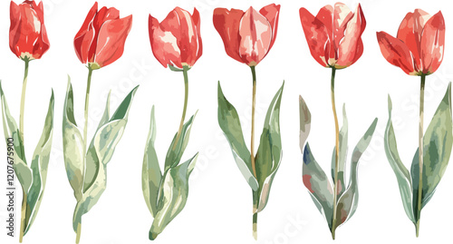 Red tulips watercolor hand painting on transparent background seamless pattern for fabrics, paper. Spring flowers. Card for Mothers day, 8 March, wedding.