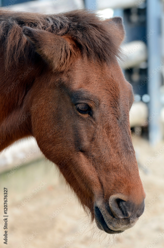 Fototapeta premium 馬