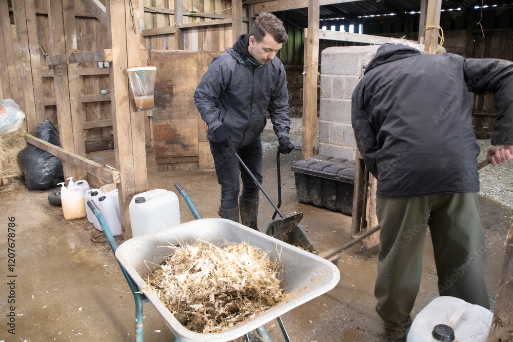 Two males cleaning out horse stables mucking out Two males cleaning out horse stables mucking out
