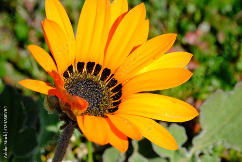 Macro of Orange Gazania Wildflower with Radiating Petals