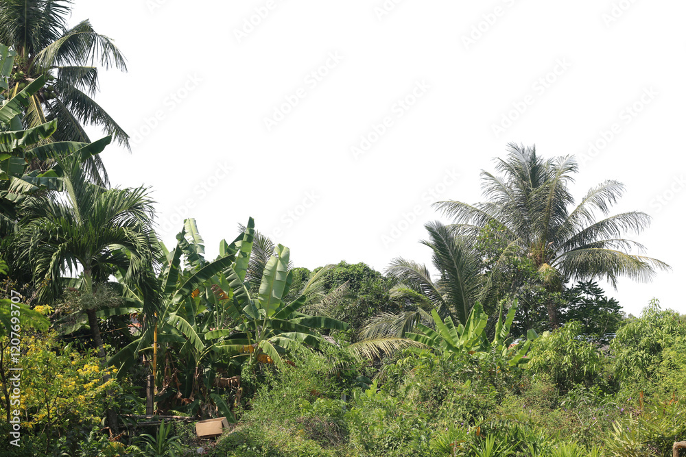Fototapeta premium Coconut Tree Split Transparent Background