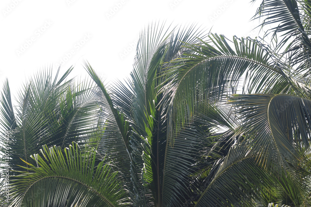 Fototapeta premium Coconut tree foliage with clear background