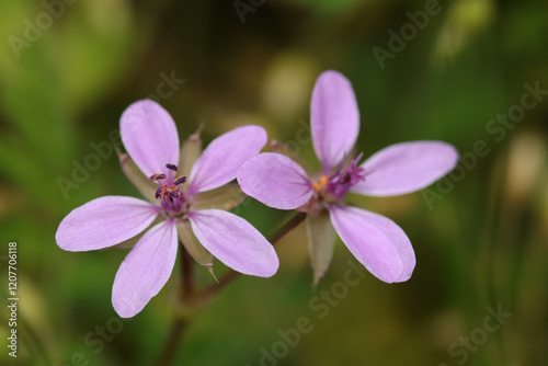 Bec de cigogne commun (Erodium cicutarium)
Erodium cicutarium in flower
