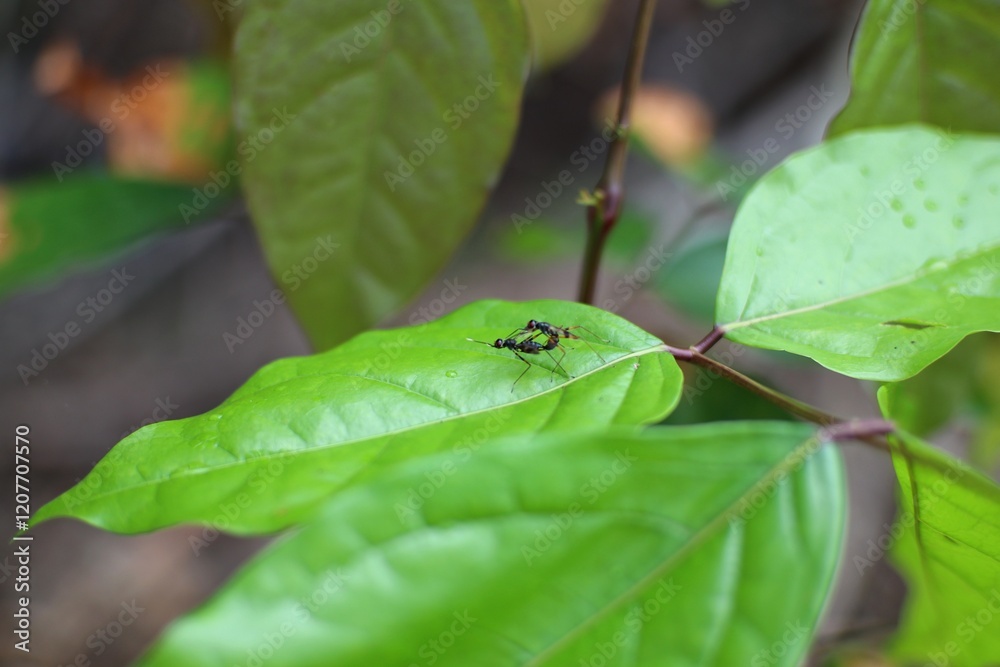 Two black insects mating on a green leaf with blurred leaves in the background Two black insects mating on a green leaf with blurred leaves in the background