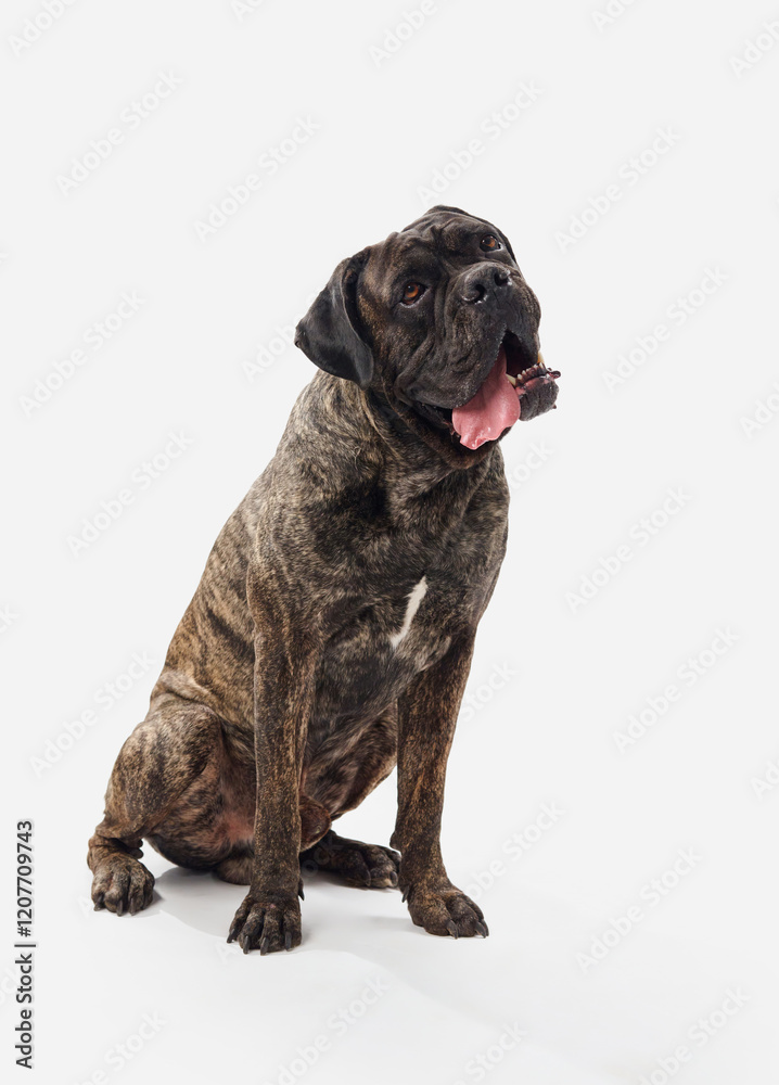 Obraz premium A Cane Corso tilts its head with a playful expression on a white background, showing a softer side of the breed. The contrast between the strong build is highlighted by the bright setting.
