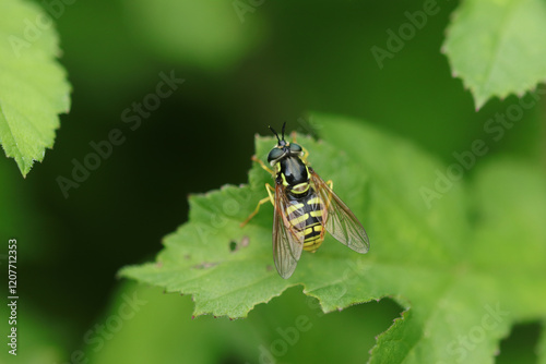 Chrysotoxe prudent (Chrysotoxum cautum)
Chrysotoxum cautum in its natural element
