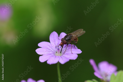 Rhingie champêtre (Rhingia campestris)
Rhingia campestris on an unidentified flower or plant
 photo