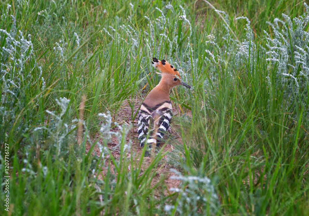Hoopoe sits in green grass close up Hoopoe sits in green grass close up
