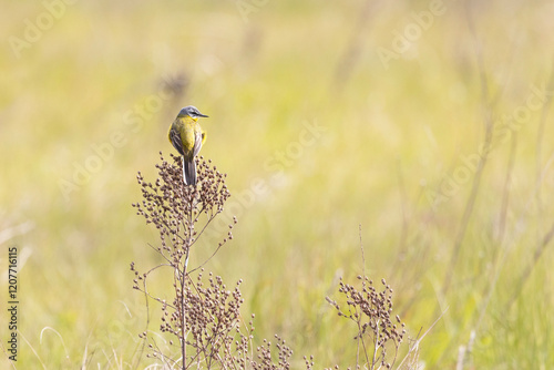 Western yellow wagtail sitting on a dry plant photo