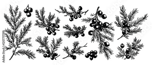 Juniper Berries On Branch Hand Drawn Illustrations Set White Background Unique Artwork Creative Icons Herbal Elements Natural Remedies Collection Artistic Visuals Modern Graphics