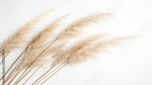 Natural light brown pampas grass against a white background showcasing its fluffy texture and elegant silhouette in a minimalistic style. photo