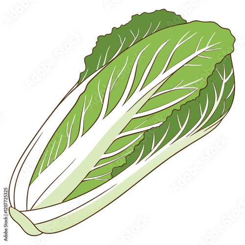 Fresh Chinese Cabbage Isolated on White Background with Clipping Path