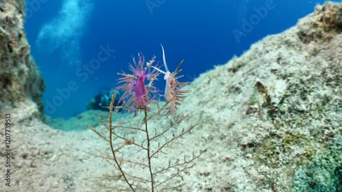 nudibranch flabellina nudi branch nudybranch  underwater slug ocean scenery photo