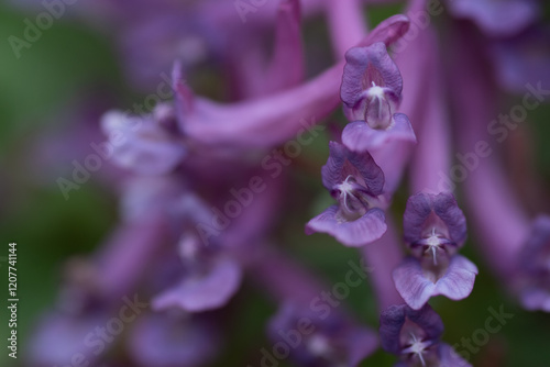 Corýdalis sólida, fumewort