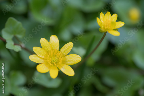Ficária vérna, pilewort, Ranunculus ficaria