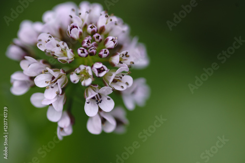 Noccaea caerulescens, pennygrass
