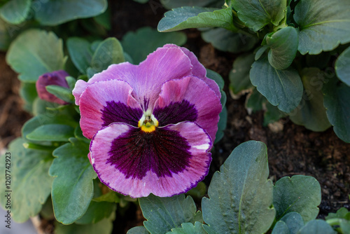 garden pansy, viola  wittrockiana