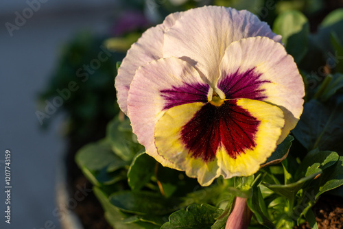 garden pansy, viola  wittrockiana