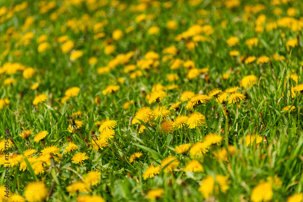 field of yellow dandelions field of yellow dandelions