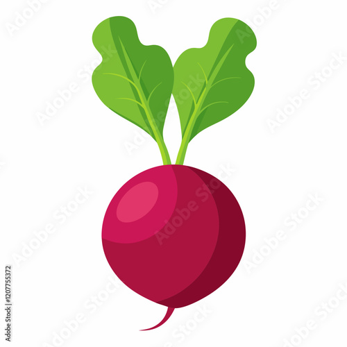 Beetroot vector illustration white background
