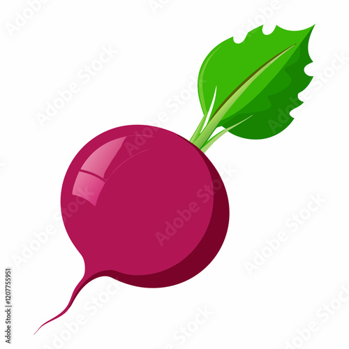 Beetroot vector illustration white background