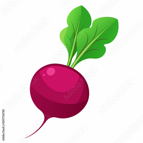 Beetroot vector illustration white background