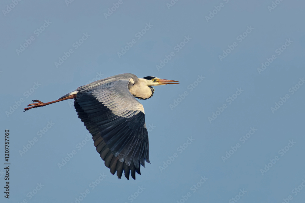 Fototapeta premium Grey Heron (Ardea cinerea) in flight against the sky. Bird in flight.