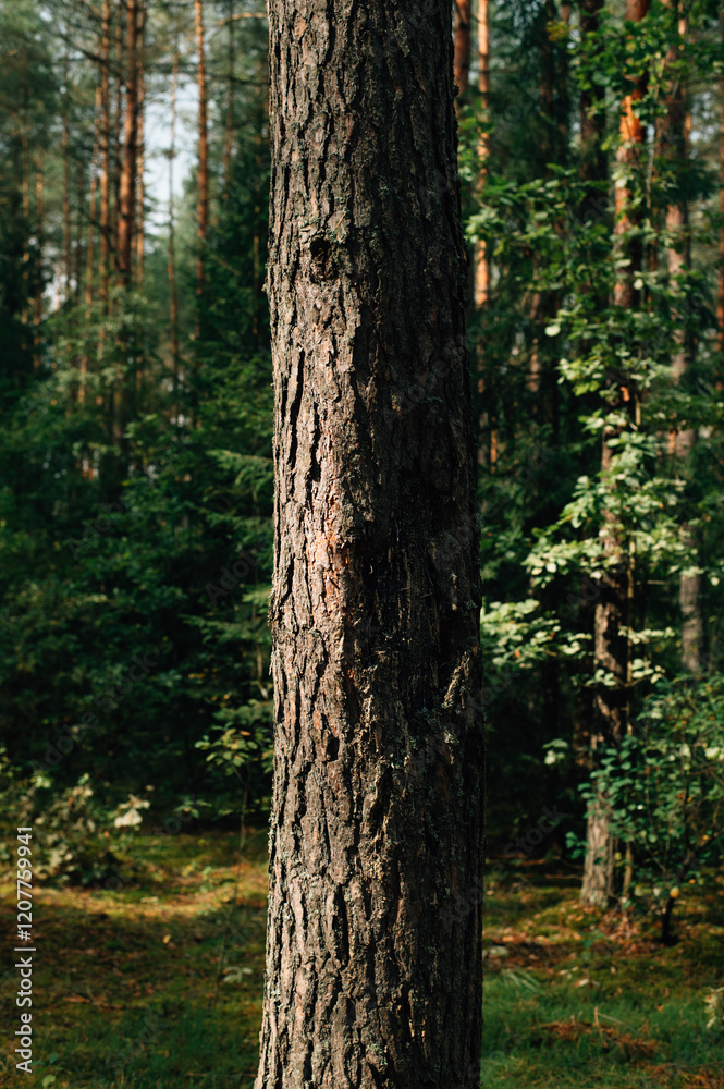 Oak tree bark texture. Oak tree background. Oak tree bark texture. Oak tree background.