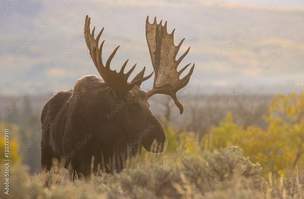 Bull shiras Moose During the Rut in Autumn in Grand Teton National Park Wyoming