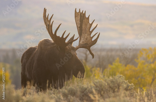 Bull shiras Moose During the Rut in Autumn in Grand Teton National Park Wyoming photo