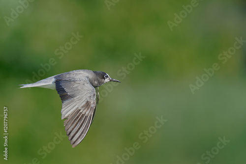 Black Tern (Chlidonias nigra) in flight on green background. Bird in flight.
