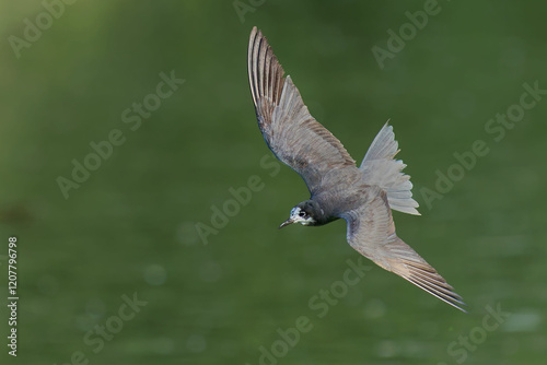 Black Tern (Chlidonias nigra) in flight on green background. Bird in flight.