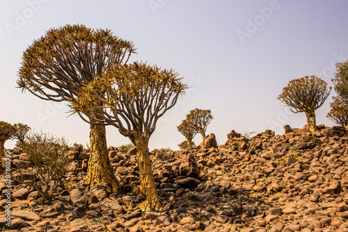 Quiver trees, Aloidendron dichotomum, in a landscape of scattered boulders, just outside Keetmanshoop, Namibia photo