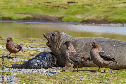 Skuas (Catharacta antarctica) and female southern elephant seal with newborn pup near abandoned whaling station, Stromness Bay, South Georgia
