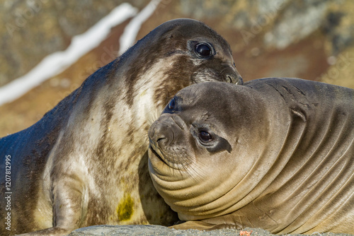 Male southern elephant seal (Mirounga leonina) pups mock fighting on South Georgia Island, Southern Ocean photo