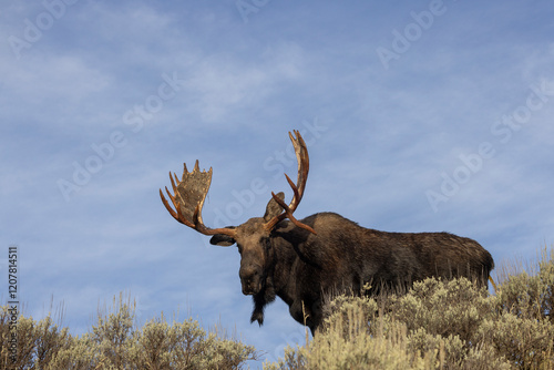 Bull shiras Moose During the Rut in Autumn in Grand Teton National Park Wyoming photo