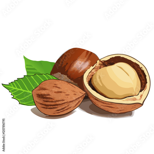 hazelnuts  vector illustration (3)