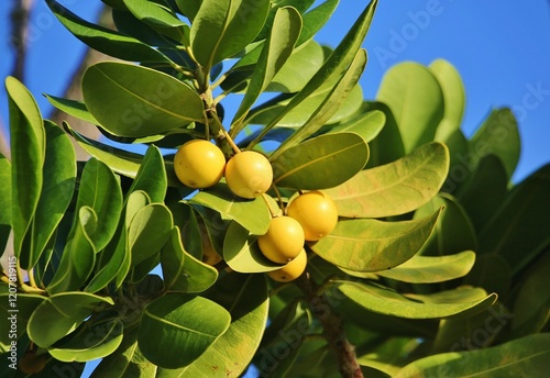 Edible fruit of the evergreen tree Mimusops coriacea (Monkey's Apple), Madagascar photo