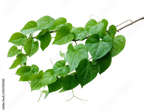 Twisted jungle vines liana plant with heart shaped young green leaves isolated on transparent background photo