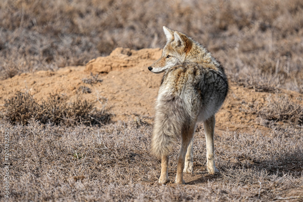 Coyote - Colorado Coyote - Colorado