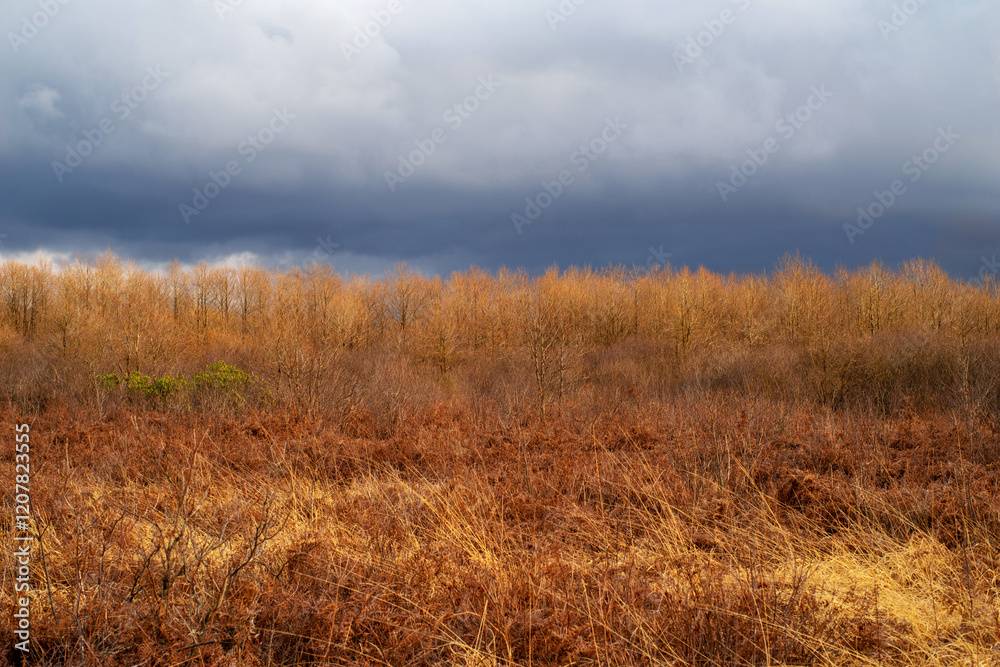 Dry golden grass against dark stormy cloudy sky. Ispani National Park in Kobuleti, Georgia in spring before thunderstorm at sunset. Bright landscape Dry golden grass against dark stormy cloudy sky. Ispani National Park in Kobuleti, Georgia in spring before thunderstorm at sunset. Bright landscape