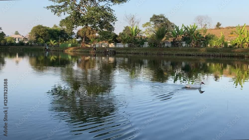 A duck floats peacefully in the pool, its feathers glistening in the sunlight as it paddles gently through the calm water. 4k video footage A duck floats peacefully in the pool, its feathers glistening in the sunlight as it paddles gently through the calm water. 4k video footage
