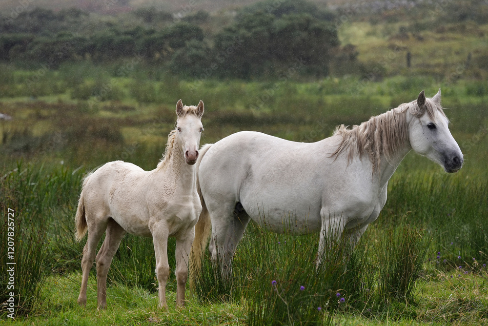Connemara ponies in the rain, Ballinakill Bay, Letterfrack, Connemara, County Galway, Connacht, Republic of Ireland Connemara ponies in the rain, Ballinakill Bay, Letterfrack, Connemara, County Galway, Connacht, Republic of Ireland
