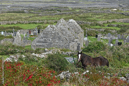 Horse in ruins of Na Seacht dTeampaill (Seven Churches), Inishmore, largest Aran Island, Galway Bay, County Galway, Connacht, Republic of Ireland photo