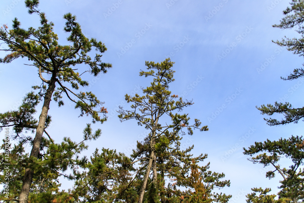 Tall Pine Tree Against a Clear Blue Sky, Amanohashidate Sandbar, Kyoto, Japan Tall Pine Tree Against a Clear Blue Sky, Amanohashidate Sandbar, Kyoto, Japan