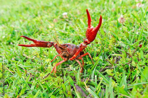 Crayfish in grassland near Beaumont, Texas, United States of America photo